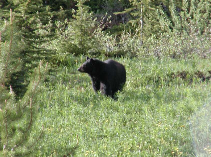 Black Bear