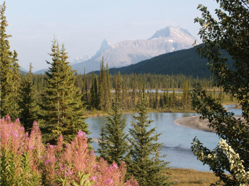 Icefield Parkway