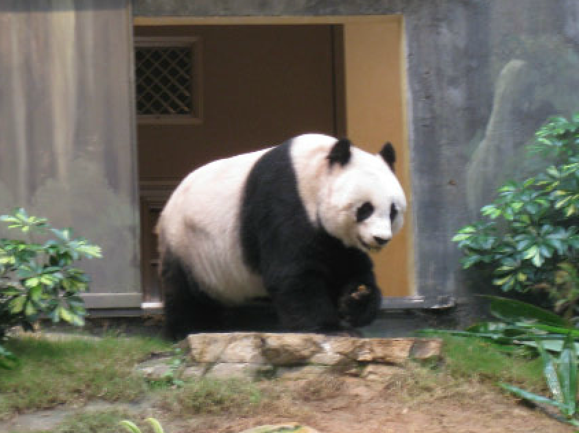 Panda in Ocean Park